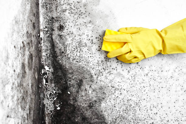Best Toxic Mold Removal  in Four Cners, OR