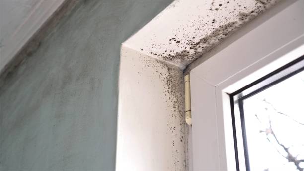  Four Cners, OR Mold Removal Pros