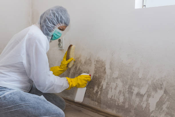 Four Corners, OR Mold Removal Company