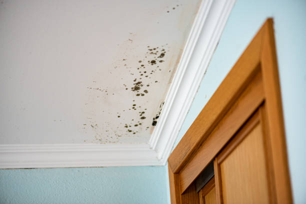 Best Mold Testing  in Four Cners, OR