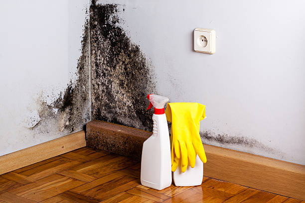 Best Office Mold Removal Services  in Four Cners, OR