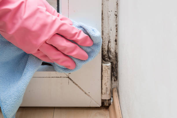 Best Local Mold Removal Service  in Four Cners, OR
